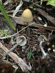 Hypholoma marginatum