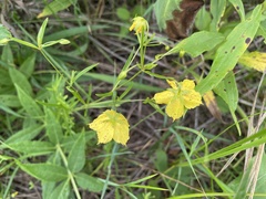 Lysimachia quadriflora