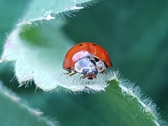Coccinellini