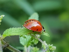 Coccinellini