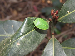 Chinavia longicorialis