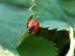Coccinellini