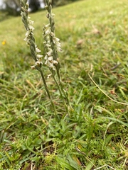 Spiranthes spiralis