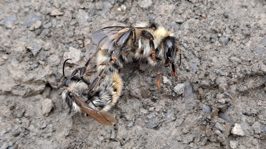 Black-backed Bumble Bee