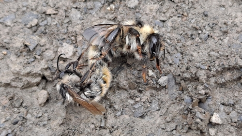 Black-backed Bumble Bee