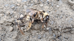 Bombus mesomelas