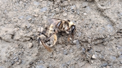 Bombus mesomelas