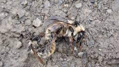 Bombus mesomelas