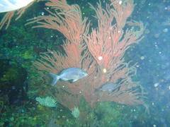 Pachymetopon blochii