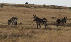 Equus zebra zebra