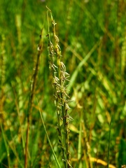 Sporobolus anglicus