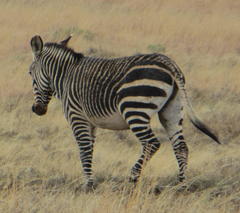 Equus zebra zebra