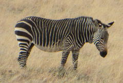 Equus zebra zebra