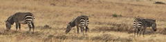 Equus zebra zebra
