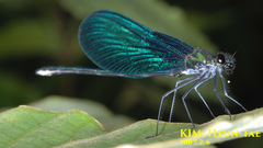 Calopteryx japonica