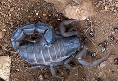 Parabuthus transvaalicus