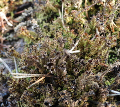 Cladonia crispata crispata