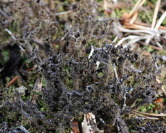 Cladonia crispata crispata