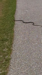 Coluber constrictor paludicola