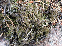 Cladonia crispata crispata