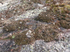 Cladonia crispata crispata