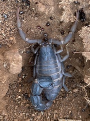 Parabuthus transvaalicus