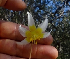 Erythronium helenae