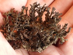 Cladonia crispata crispata