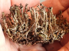 Cladonia crispata crispata