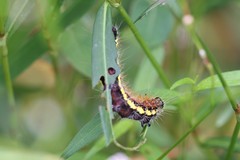 Acronicta oblinita