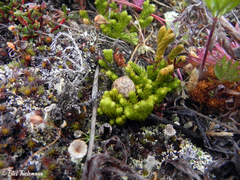 Austrolycopodium alboffii
