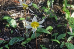 Erythronium helenae