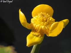 Nuphar lutea