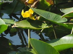 Nuphar lutea