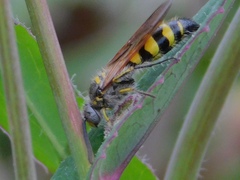Dielis trifasciata