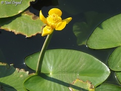 Nuphar lutea