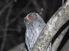 Megascops roboratus