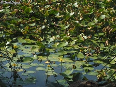 Nuphar lutea