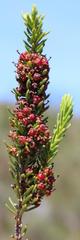 Erica coarctata