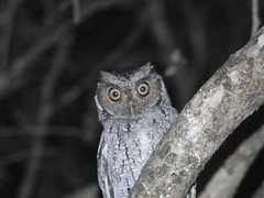 Megascops roboratus