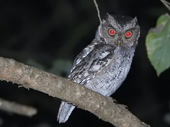 Megascops roboratus
