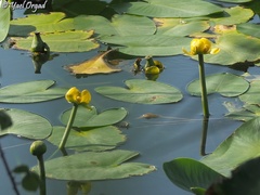 Nuphar lutea