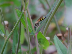 Dielis trifasciata