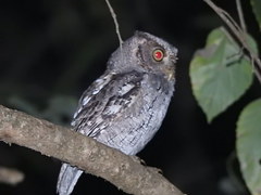 Megascops roboratus