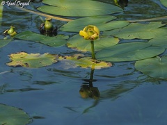 Nuphar lutea