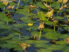 Nuphar lutea