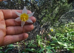 Erythronium helenae
