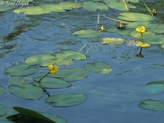 Nuphar lutea