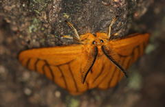 Cropera phlebitis
