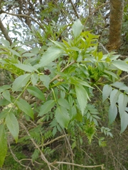 Sambucus australis
